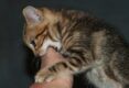 How-To-Stop-A-Kitten-From-Biting-[Full-Guide-2022]
