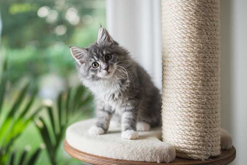 Kitten-on-scratching-post