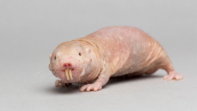 Naked-Mole-Rat-animal-starts-with-n
