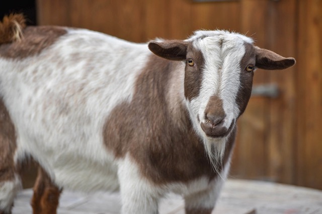 Nigerian-Goat