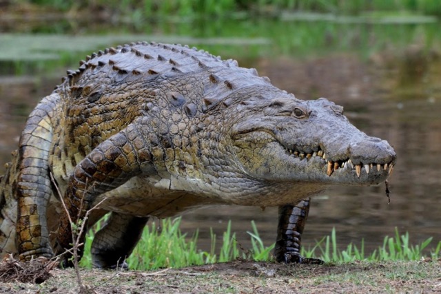 Nile-Crocodile