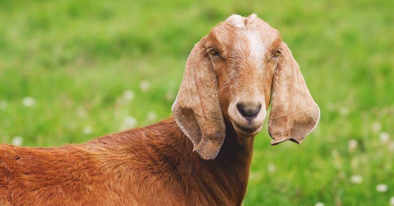 Nubian-Goat