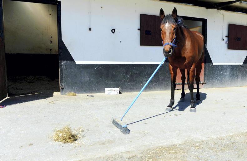 clean-yard-for-horses