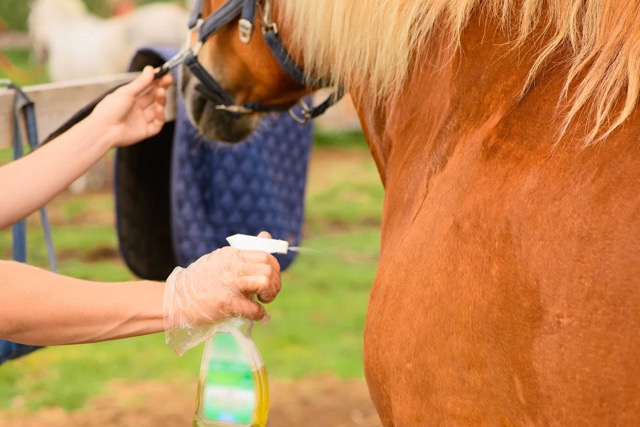 how-to-Get-Rid-of-Horse-Fly-with-spray