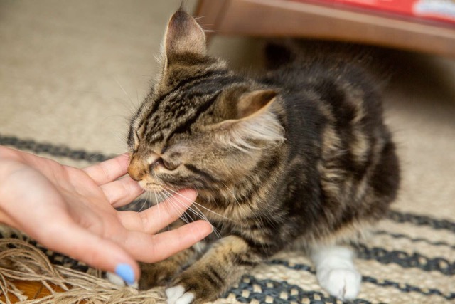 kitten-biting-human-hand