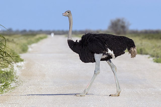 ostrich-dumbest-animal-in-the-world