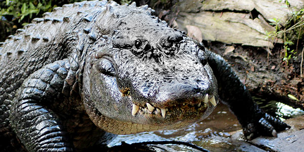 reptile_american-alligator-florida
