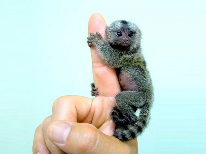 size-of-finger-monkey