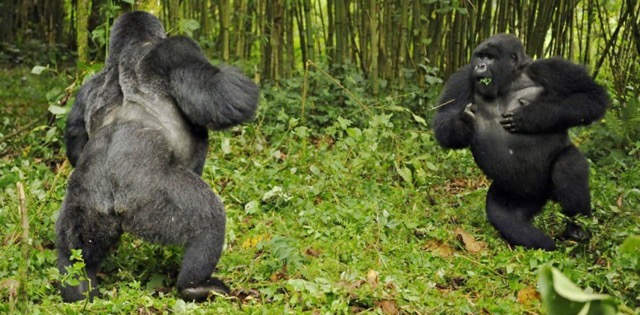 strong-gorillas-fighting